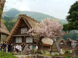 神田家前のサトザクラ