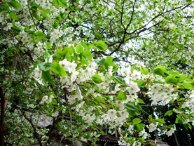 境内内の桜