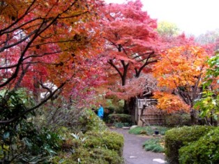 睡足軒の紅葉