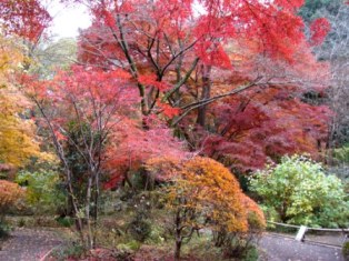 睡足軒の紅葉
