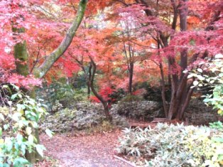 睡足軒の紅葉
