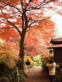 睡足軒の森
