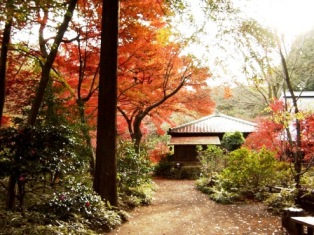 睡足軒の森
