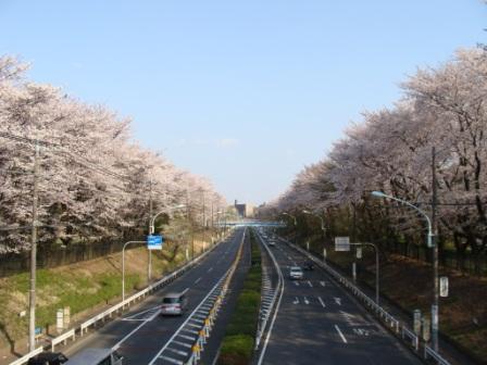 東八道路と公園の桜