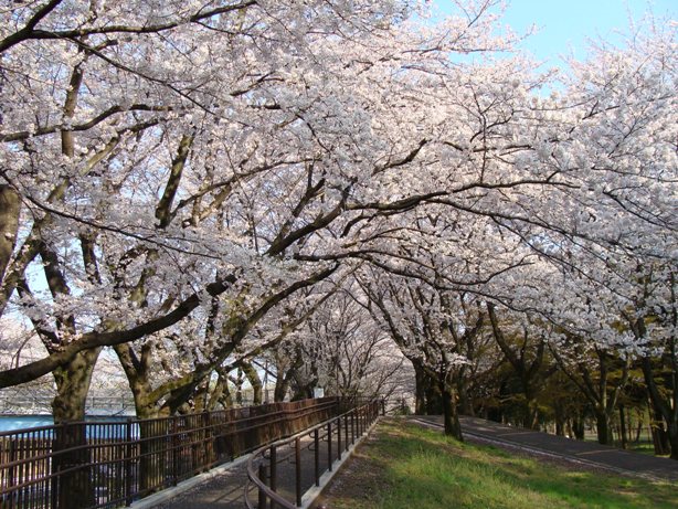 中之橋付近の見事な桜並木