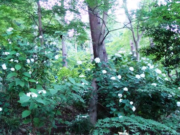 可憐な山あじさいたち