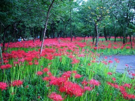 巾着田の曼珠紗華